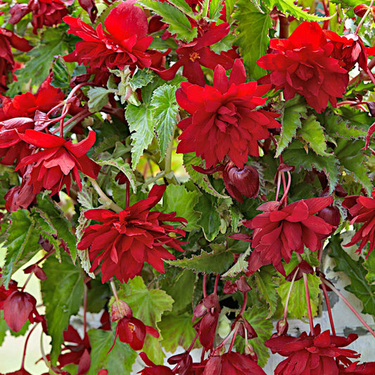 Begonie 'Scarlet' - Begonia pendula 'scarlet' - Blumenzwiebeln