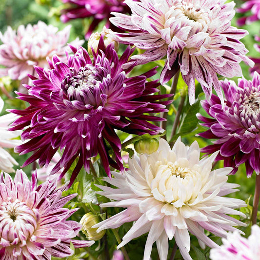 Dahlien 'Avignon' + 'Vancouver' (x3) - Bakker