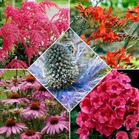Stauden Mischung 'Bees and Butterflies' - Echinacea purpurea, eryngium alpinum, crocosmia, astilbe, phlox - Gartenpflanzen