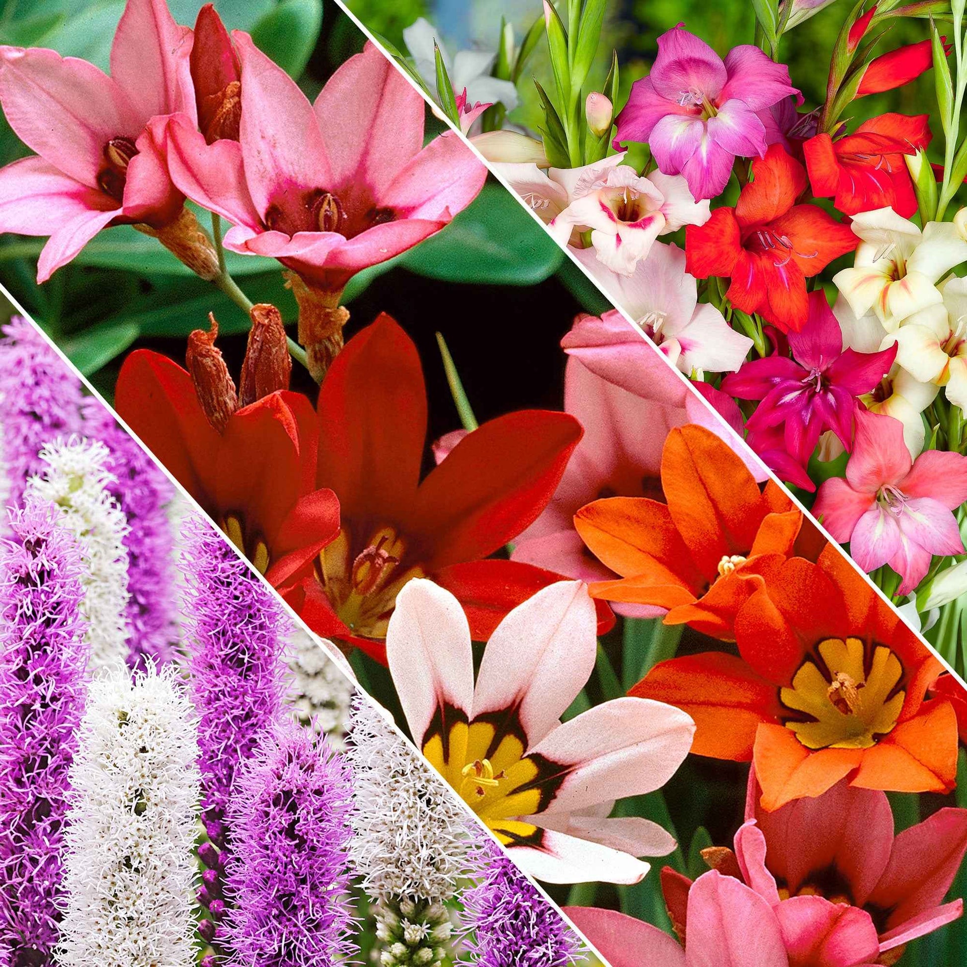 Blumenzwiebel Mischung 'For Bees & Butterflies' (x50) - Gladiolus nanus, sparaxis, liatris spicata - Blumenzwiebeln