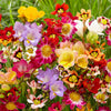 Blumenzwiebeln Mischung (x30) - Freesia, sparaxis, dahlia - Blumenzwiebeln