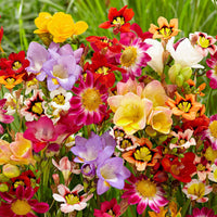 Blumenzwiebeln Mischung (x30) - Freesia, sparaxis, dahlia - Blumenzwiebeln