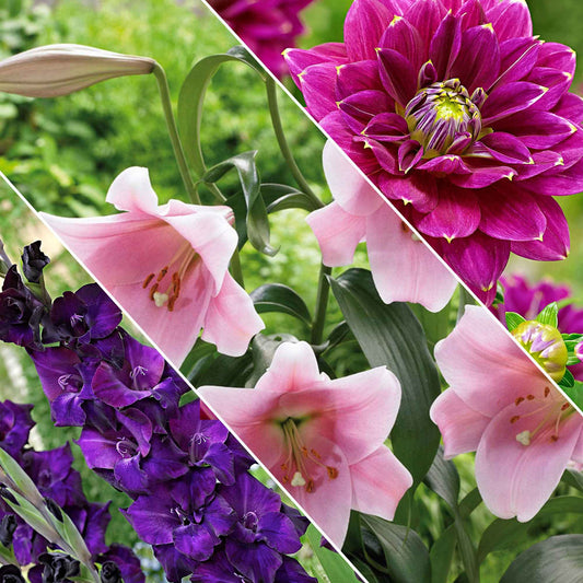 Blumenzwiebeln Mischung 'Hello Summer!' (x30) - Dahlia, lilium, gladiolus, liatris - Blumenzwiebeln