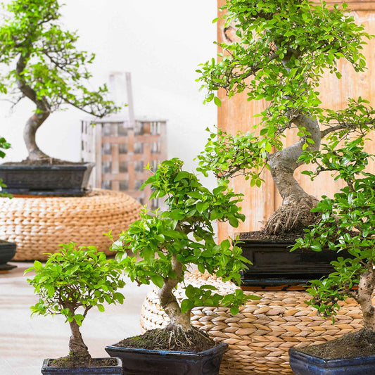 Bonsai Carmona Kugelform - Bonsaï carmona - Zimmerpflanzen