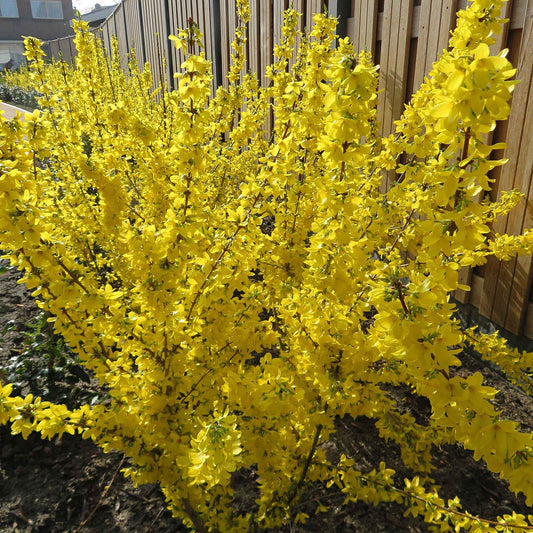 Forsythie 'Mikador' - Forsythia x intermedia 'mikador' - Gartenpflanzen