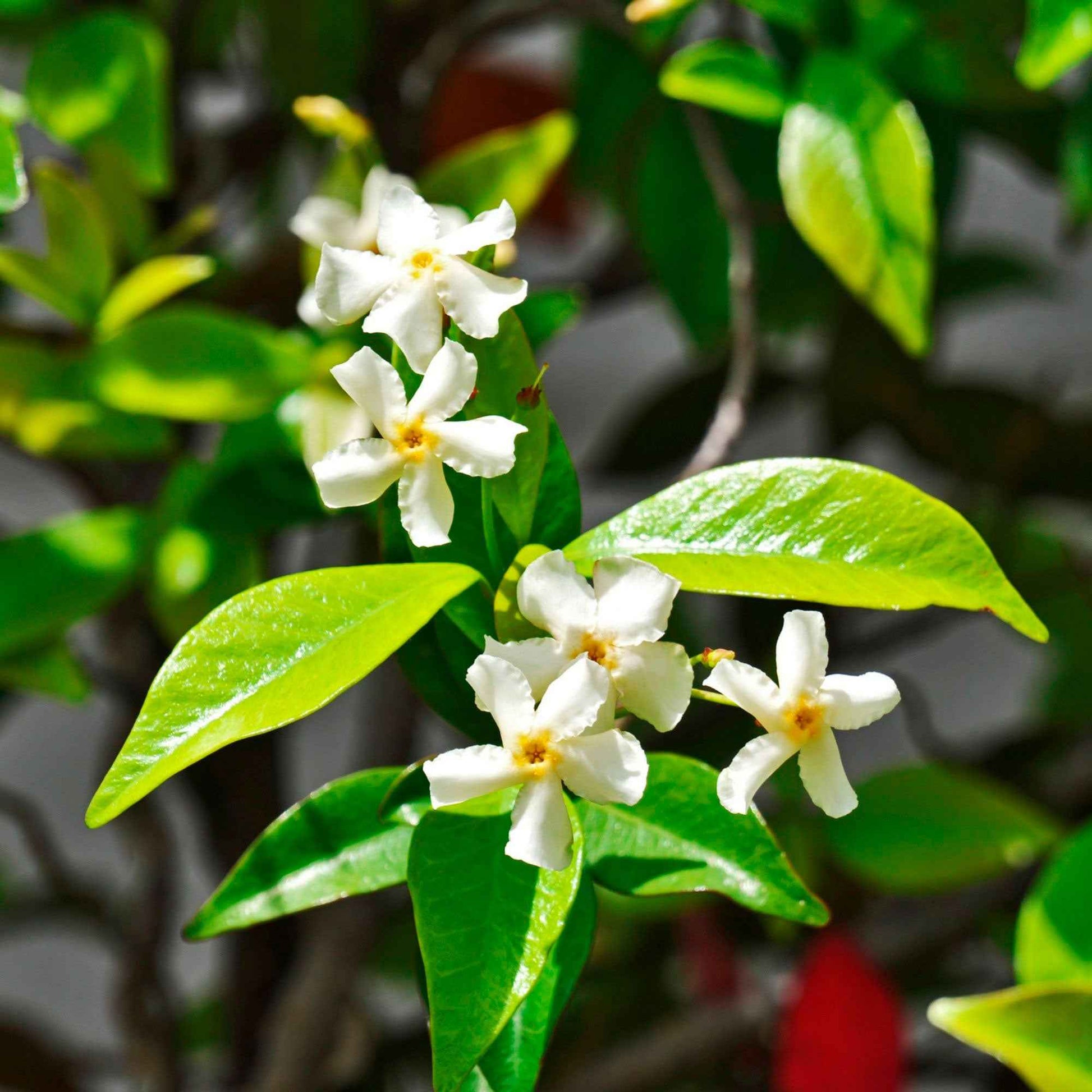 markise jasmin Toskanischer Jasmin 'Star of Venice' - Trachelospermum jasminoides Star of Venice