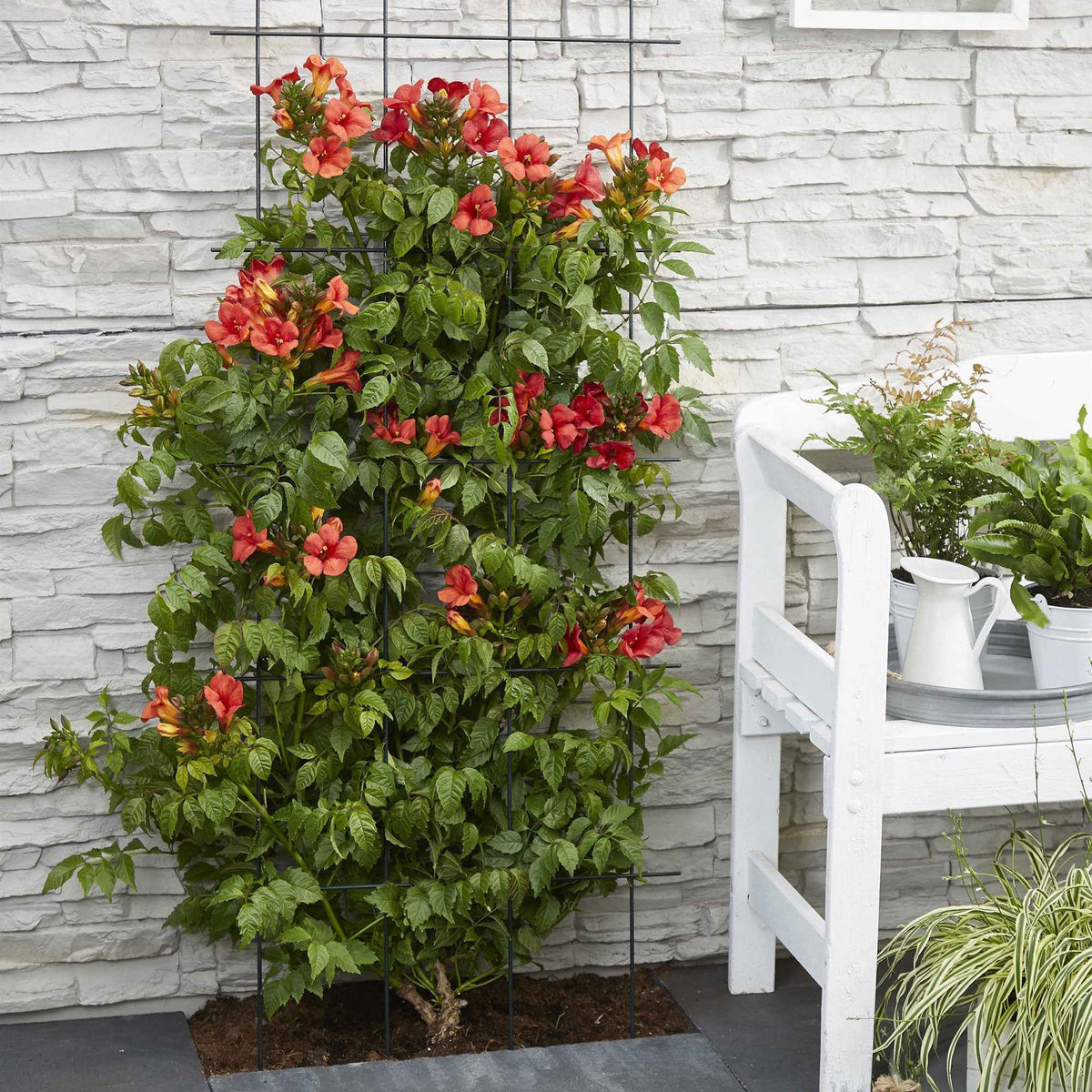 Trompetenblume 'Fire Trumpet' - Bakker