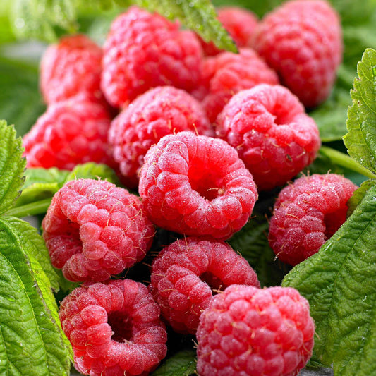 Himbeere 'Twotimer Sugana Red' - Rubus idaeus Twotimer Sugana Red - Obst