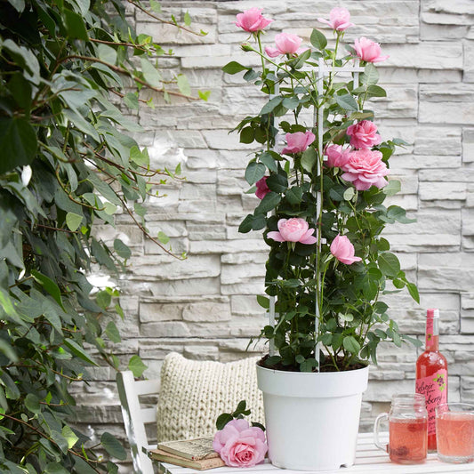 Kletterrose 'Crazy in Love' rosa - Bakker