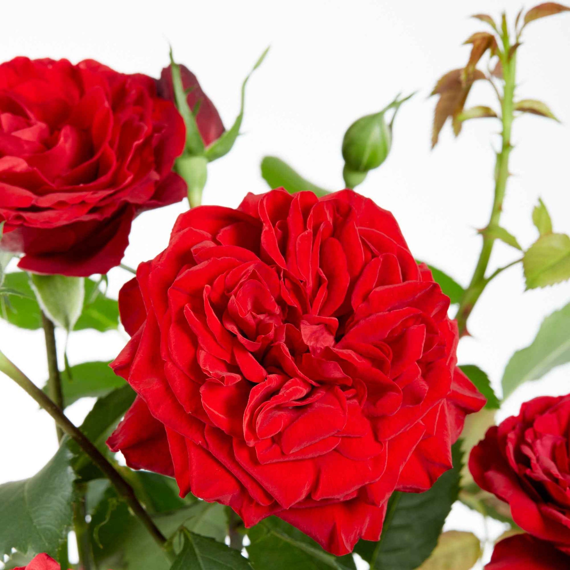 Kletterrose 'Crazy in Love' rot - Rosa hybride 'crazy in love red'