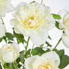 Kletterrose 'Crazy in Love' creme - Rosa hybride 'crazy in love vanilla' - Gartenpflanzen