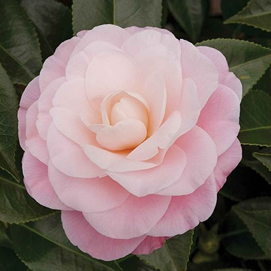 Kamelie 'Nuccio’s Cameo' - Camellia japonica 'nuccio's cameo'