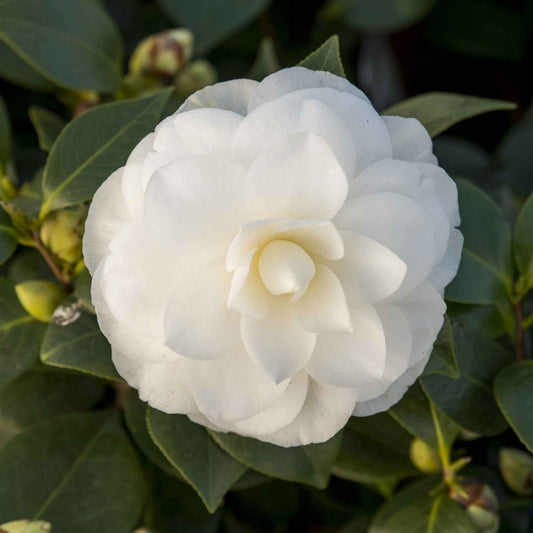 Kamelie 'Nuccio’s Gem' - Camellia japonica 'nuccio's gem' - Gartenpflanzen
