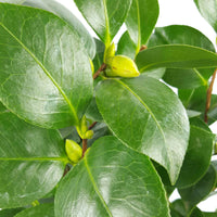 Kamelie 'Nuccio’s Gem' - Camellia japonica 'nuccio's gem' - Pflanzensorten