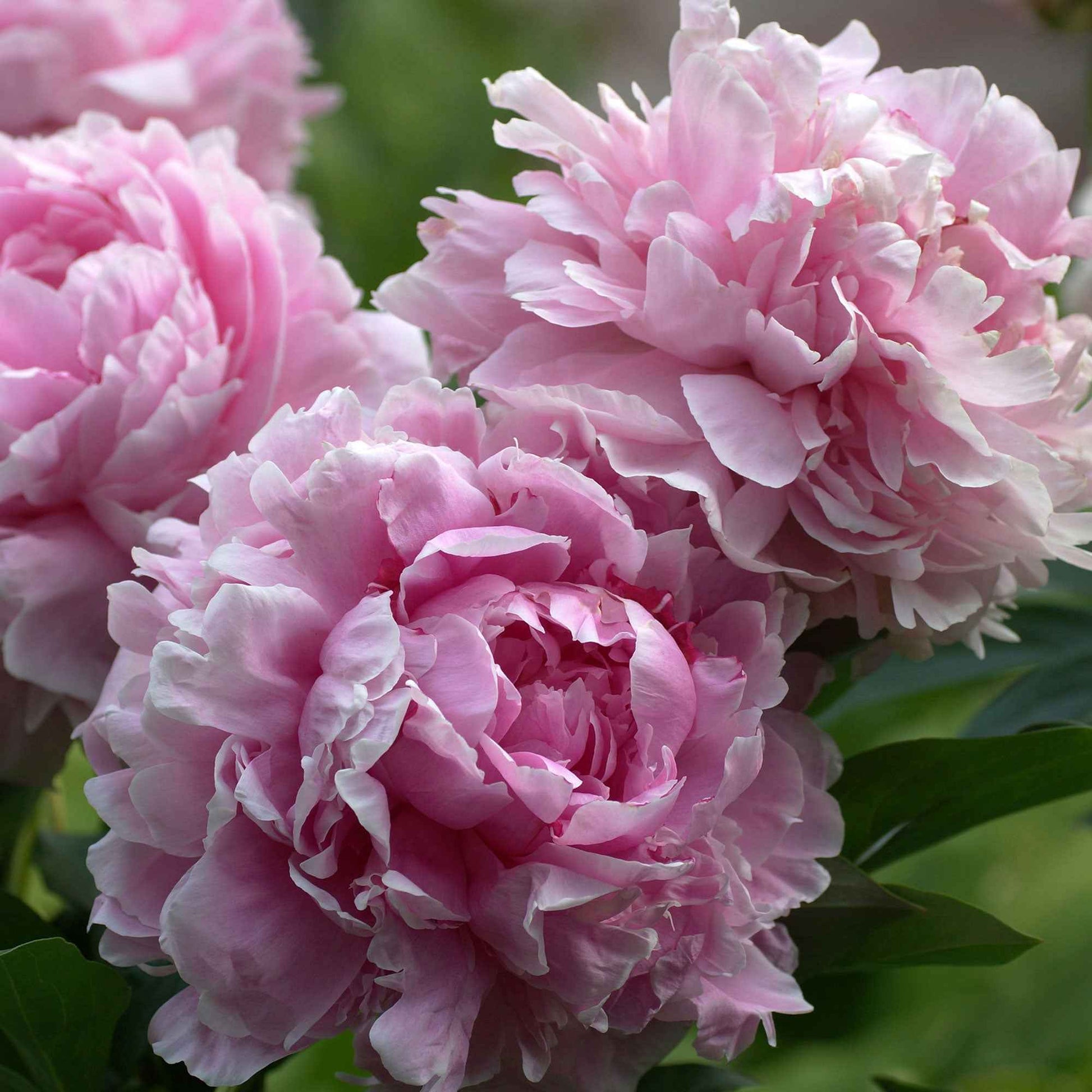 Pfingstrose 'Sarah Bernhardt' - Paeonia x lactiflora Sarah Bernhardt - Gartenpflanzen