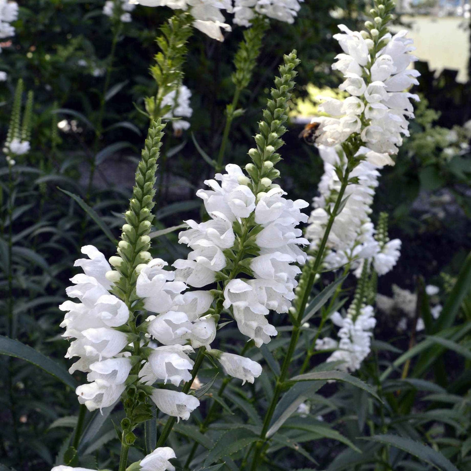 Bio-Gartenpflanzen