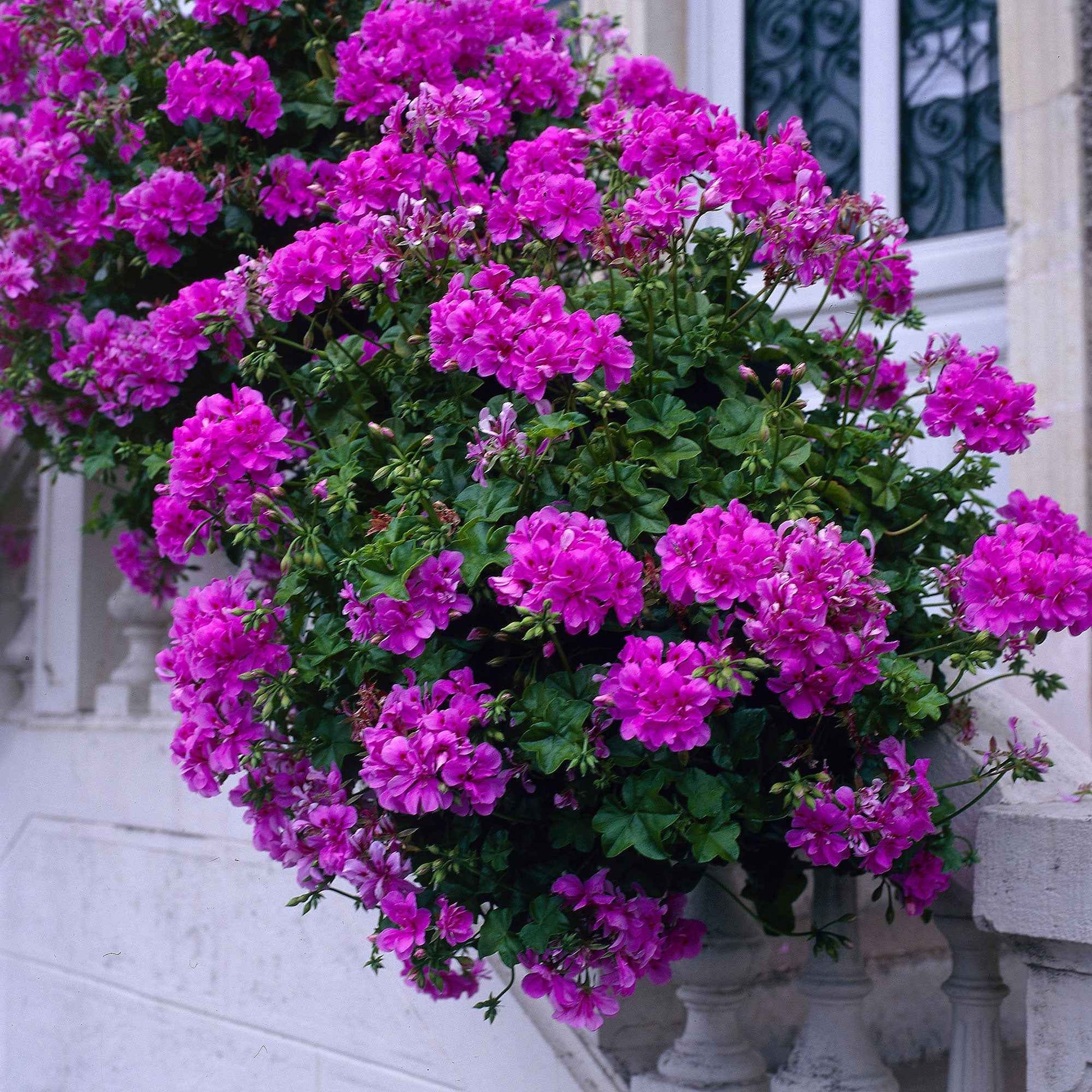 Geranie 'Dark Lilac' (x3) - Pelargonium zonale 'dark lilac' - Terrasse balkon