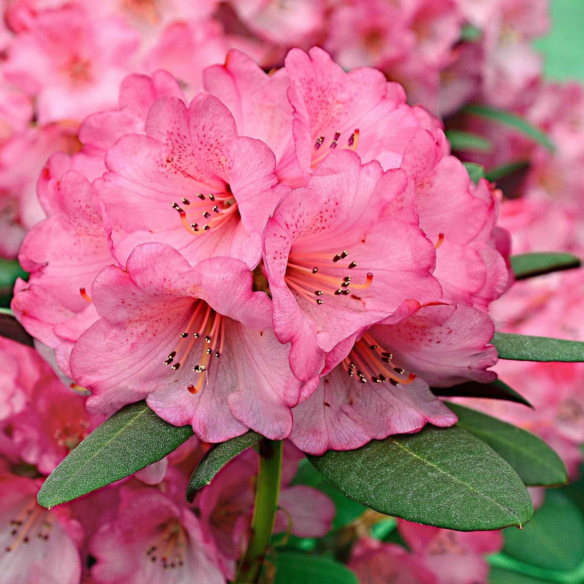 Rhododendron 'Wine & Roses' - Rhododendron  'wine & roses' - Sträucher und Stauden