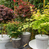Fächerahorn Mischung 'Colorful Leaves' (x4) - Acer palmatum 'orange dream', 'atropurpureum', 'little princess', 'ka - Gartenpflanzen
