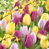 Tulpen Mischung '60 days of Tulips' (x30) - Tulipa - Tulpen