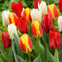 Tulpen Mischung '60 days of Tulips' (x30) - Tulipa