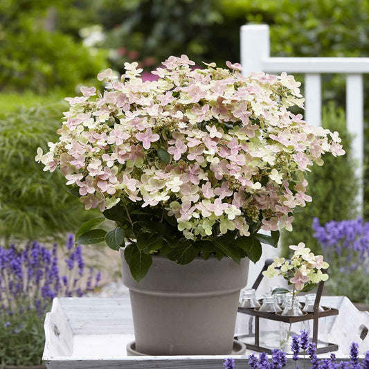 Rispenhortensie 'Switch Ophelia'® - Bakker