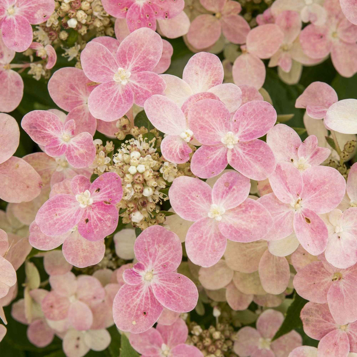 Rispenhortensie 'Switch Ophelia'® - Bakker