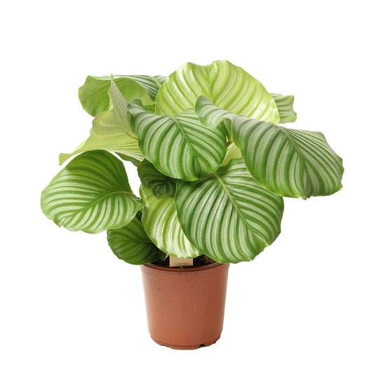 Calathea orbifolia - Bakker