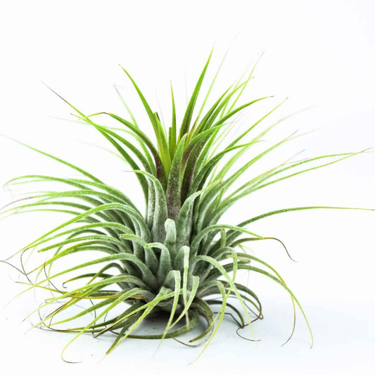 Tillandsia ionantha 'Druid' - Bakker