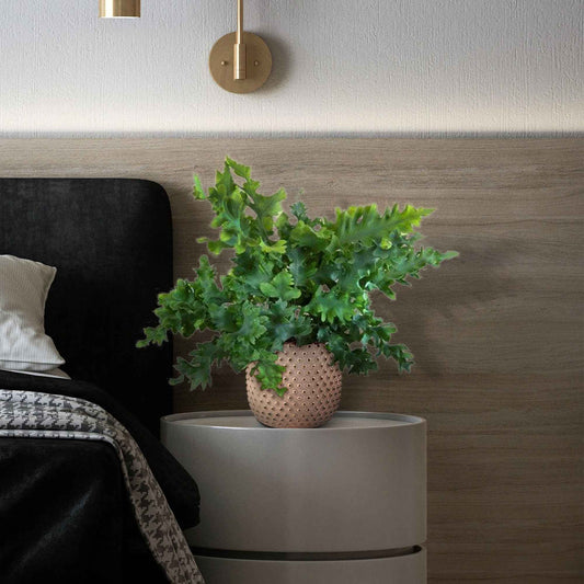 Blaufarn Phlebodium 'Davana' - Bakker