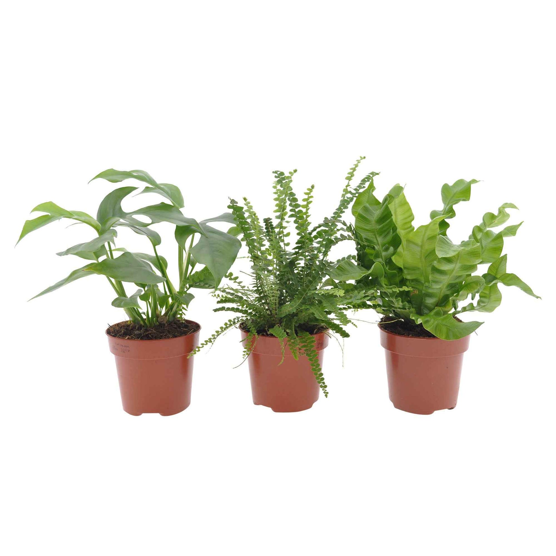 Badezimmerpflanzen Mischung (x3) - Nephrolepis Duffii, Monstera minima, Asplenium Crispy Wave - Zimmerpflanzen
