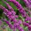 Sommerflieder 'Berries & Cream' - Buddleja davidii 'berries and cream' - Gartenpflanzen