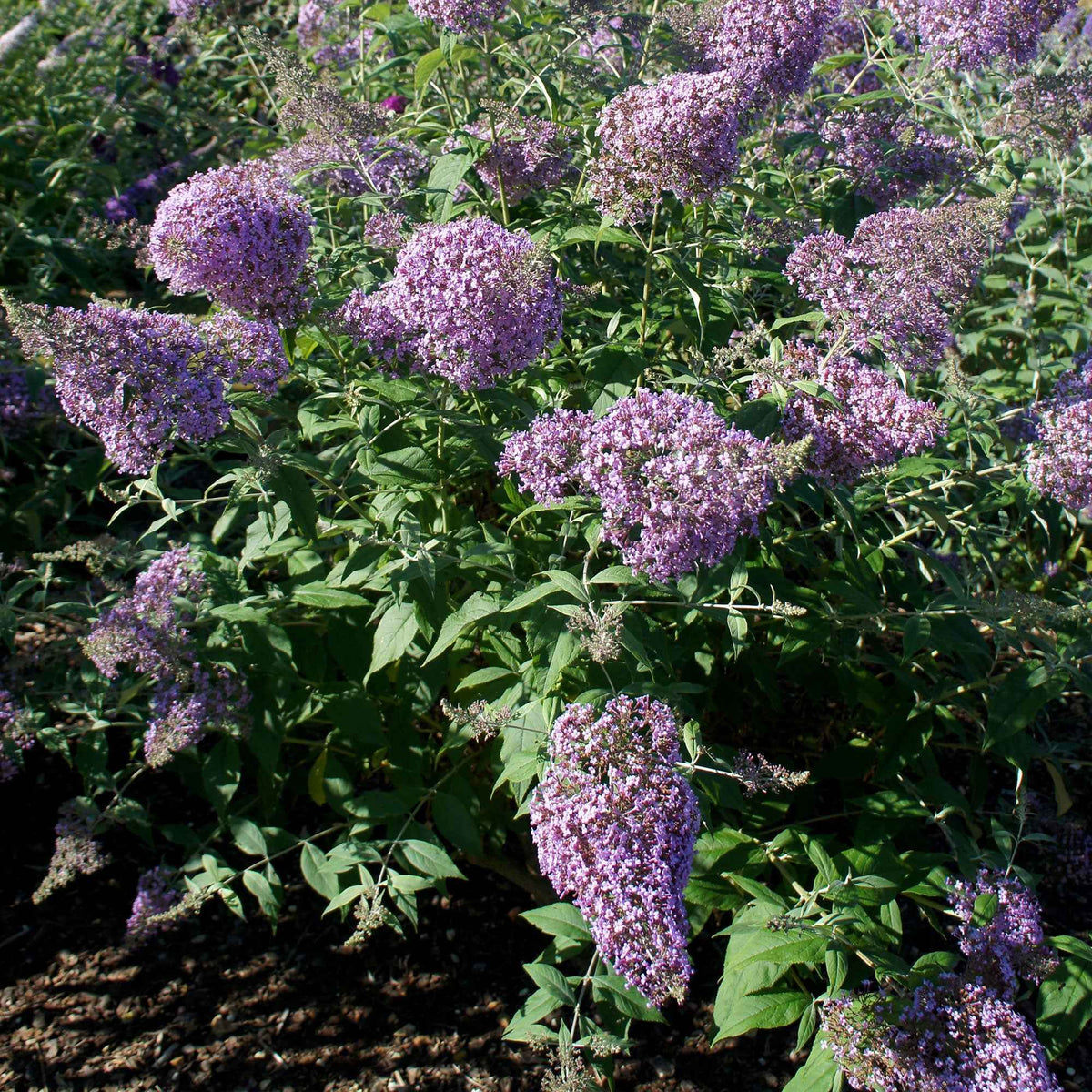 Schmetterlingsflieder 'Gulliver' - Bakker
