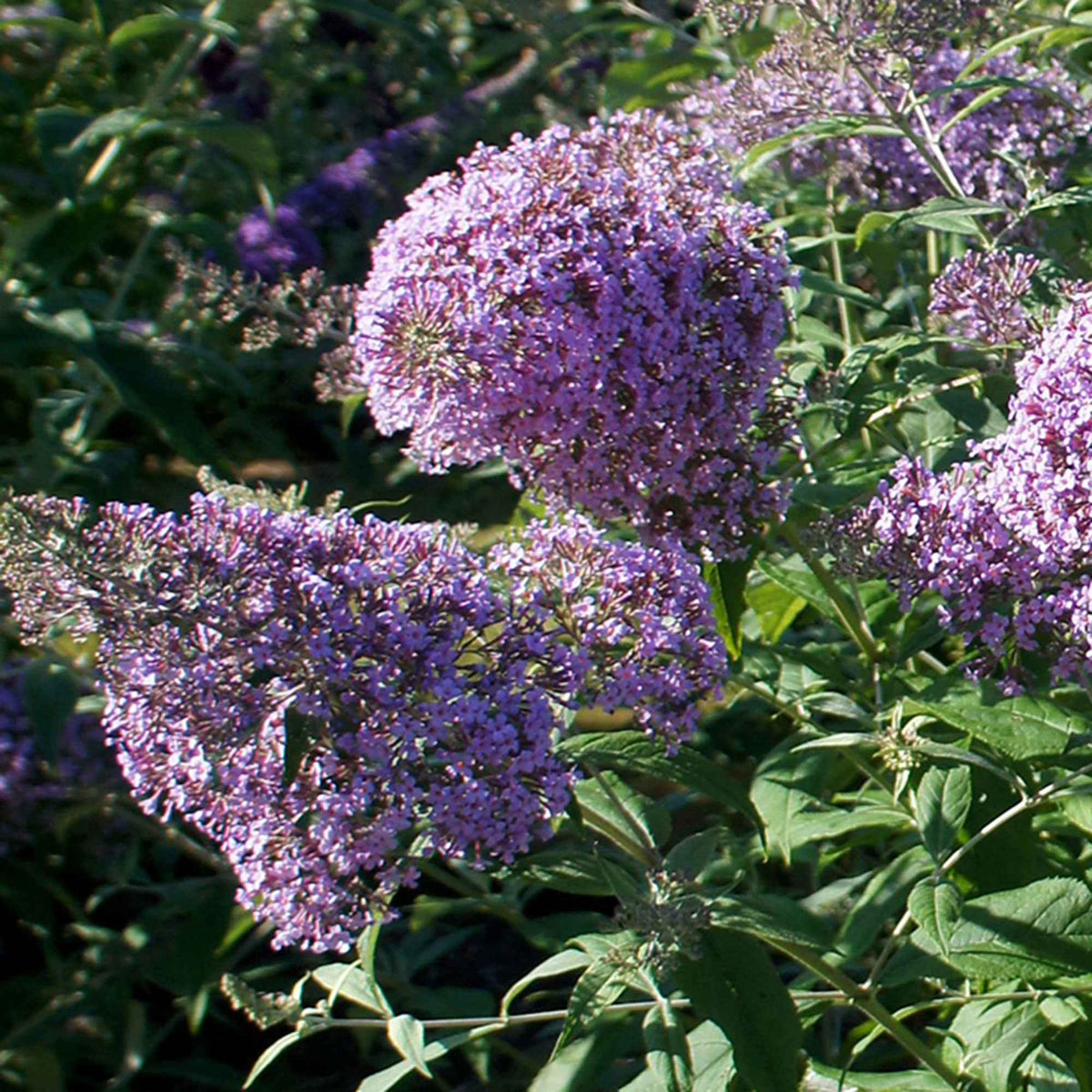 Schmetterlingsflieder 'Gulliver' - Buddleja davidii 'gulliver' - Bakker