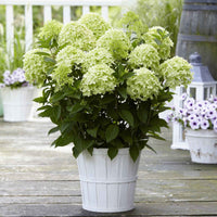 Rispenhortensie 'Whitelight' - Hydrangea paniculata 'whitelight' - Gartenpflanzen
