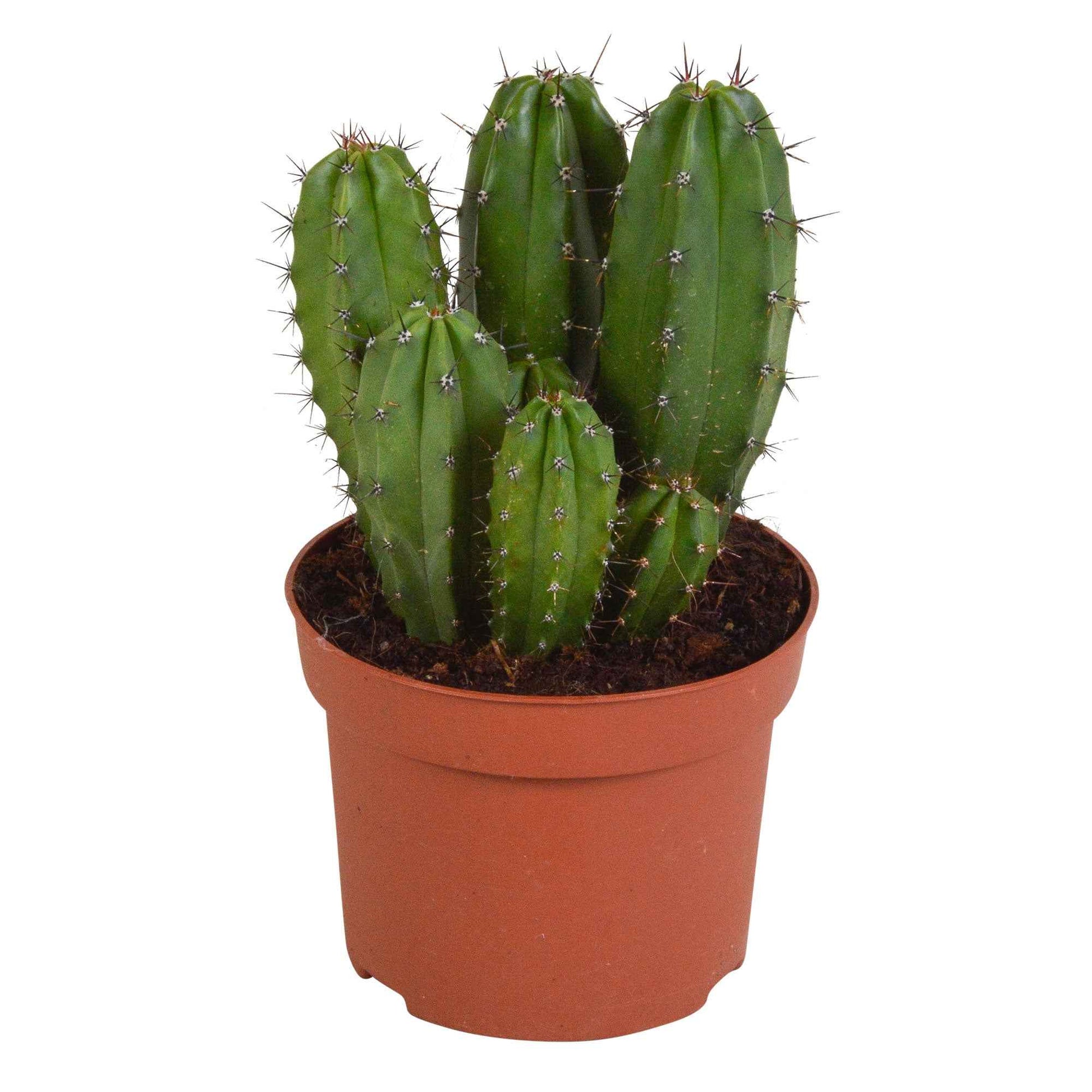 Kaktus 'Chichipe' - Polaskia chichipe