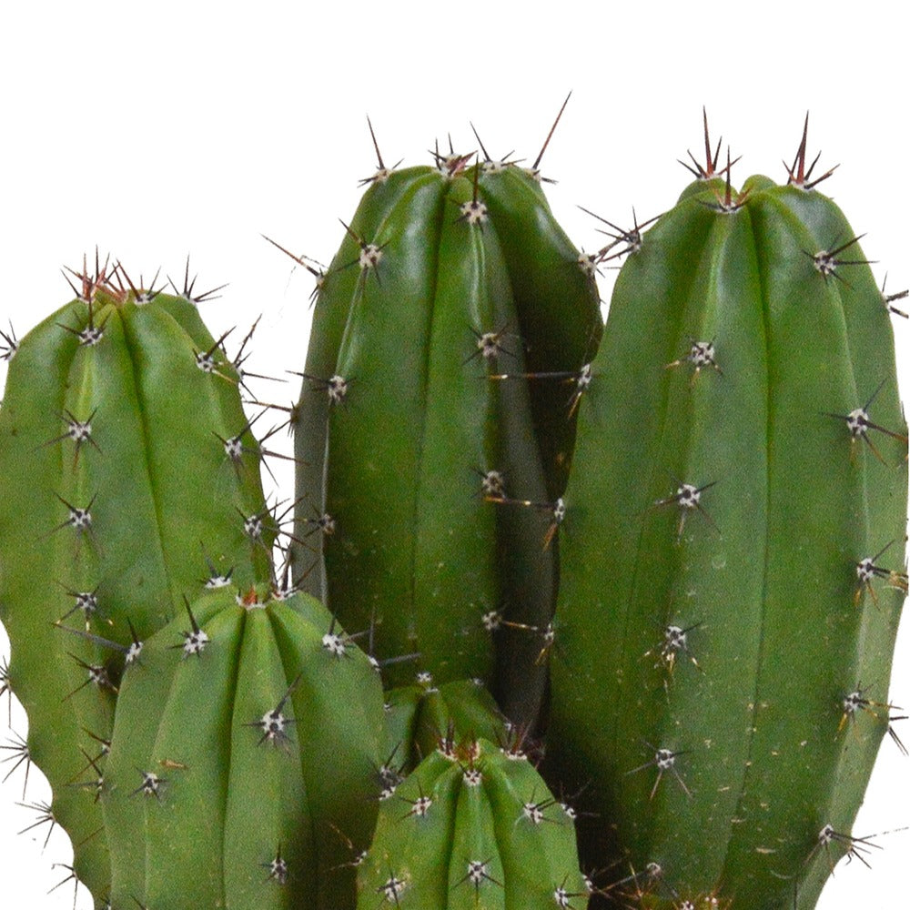 Säulenkaktus Polaskia chichipe - Polaskia chichipe - Kaktus