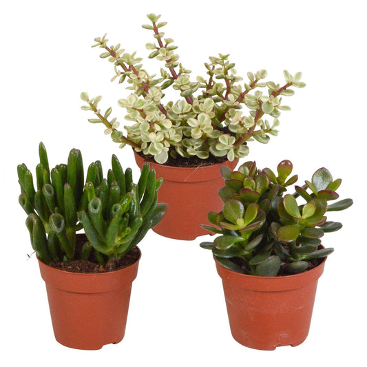 Sukkulente Crassula Mischung (x3) - Bakker