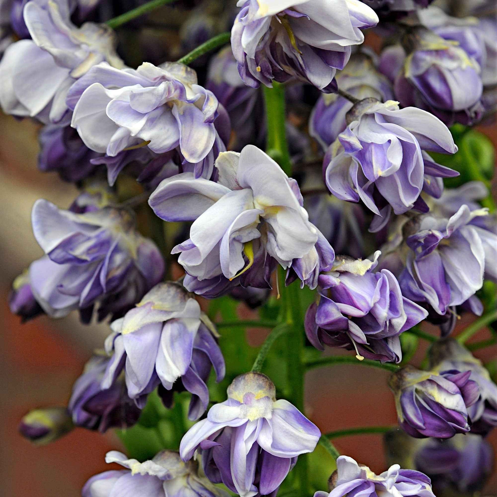 blauregen floribunda Blauregen 'Black Dragon' - Wisteria floribunda 'black dragon'