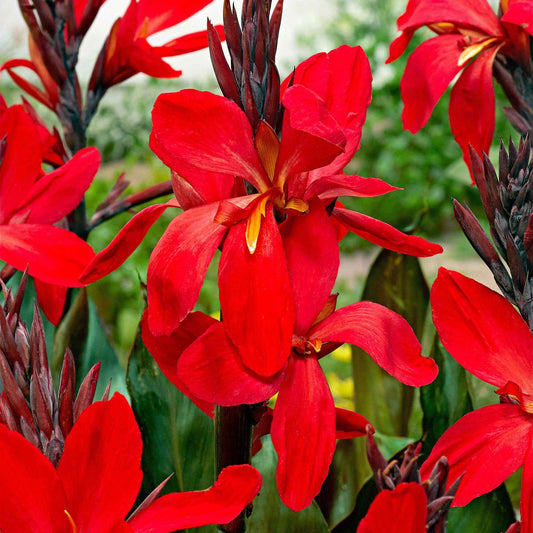 Indisches Blumenrohr 'Red Futurity' (x2) - Canna 'red futurity' - Blumenzwiebeln