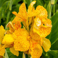 Indisches Blumenrohr 'Tropical Yellow' (x2) - Canna 'tropical yellow' - Blumenzwiebeln