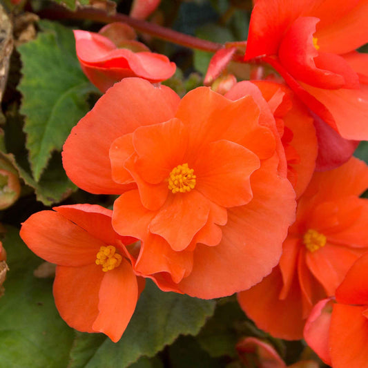 Knollenbegonie orange (x4) - Bakker