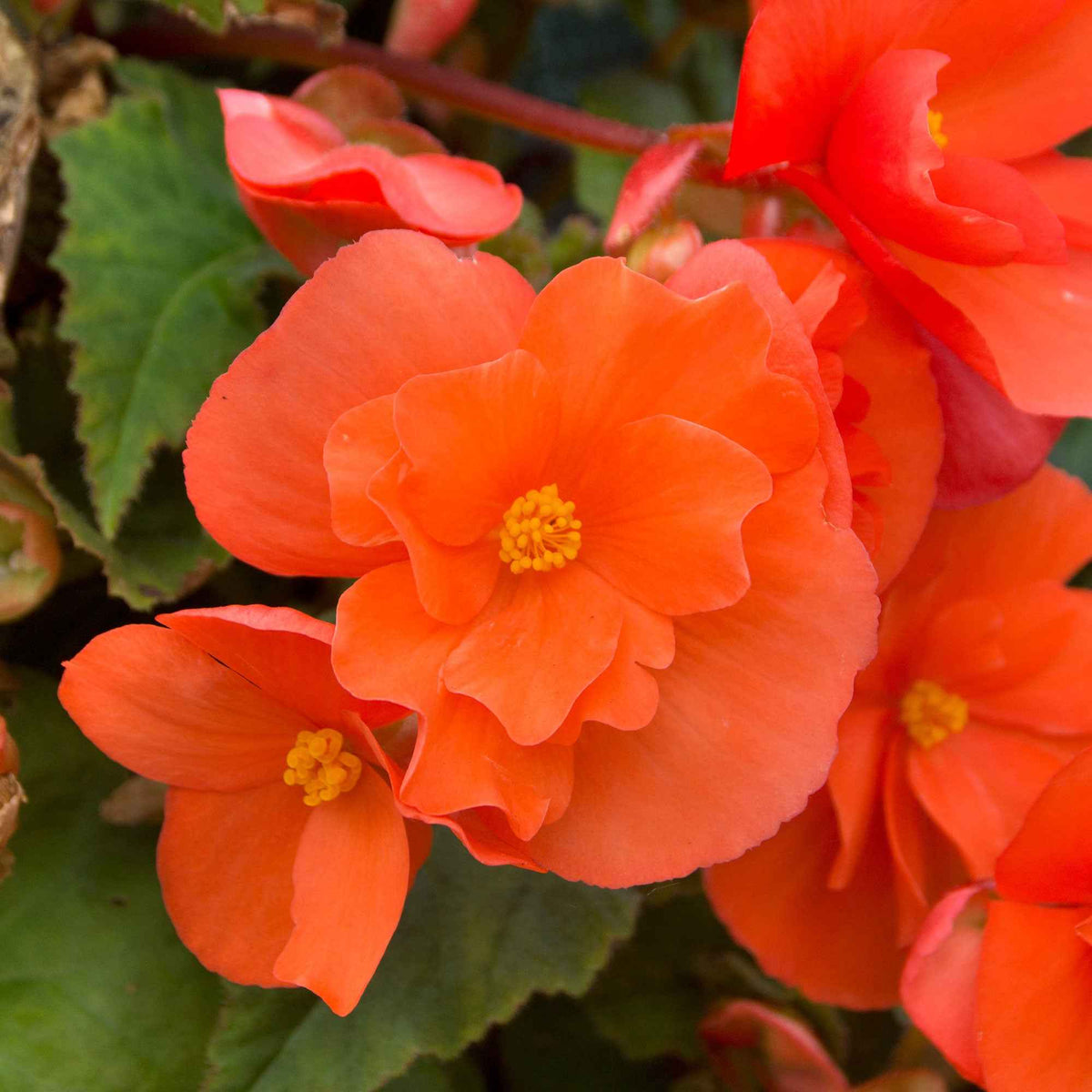 Knollenbegonie orange (x4) - Bakker
