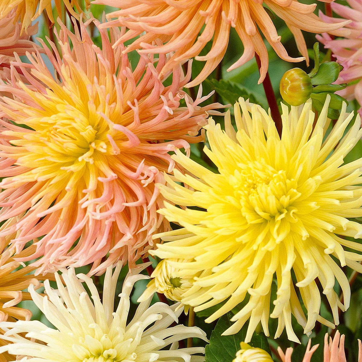 Dahlie 'Star' Mischung (x5) - Bakker