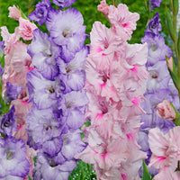 Gladiolen Mischung 'Sweet Pastel Beauty' (x2) - Gladiolus 'sweet pastel beauty' - Blumenzwiebeln