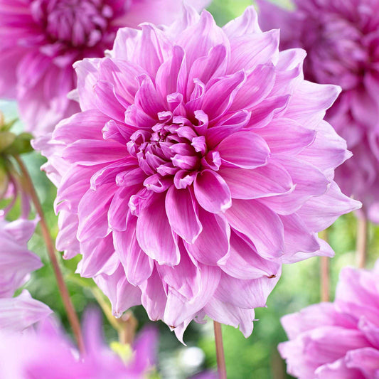 Dahlia 'Lavender Perfection' (x3) - Dahlia 'lavender perfection' - Blumenzwiebeln