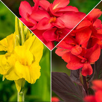 Indisches Blumenrohr Mischung (x5) - Canna 'richard wallace','red dazzler','city of portland' - Blumenzwiebeln