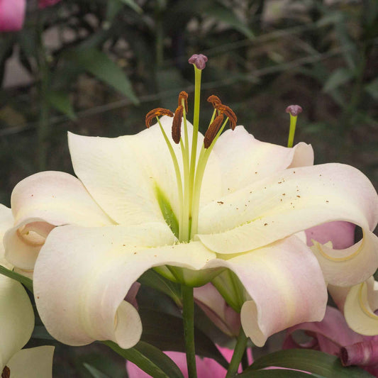Lilie 'Pretty Woman' (x5) - Bakker