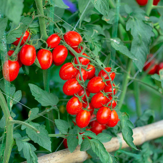 Kirschtomate 'Koralik' - Solanum lycopersicum 'koralik' - Gemüsegarten