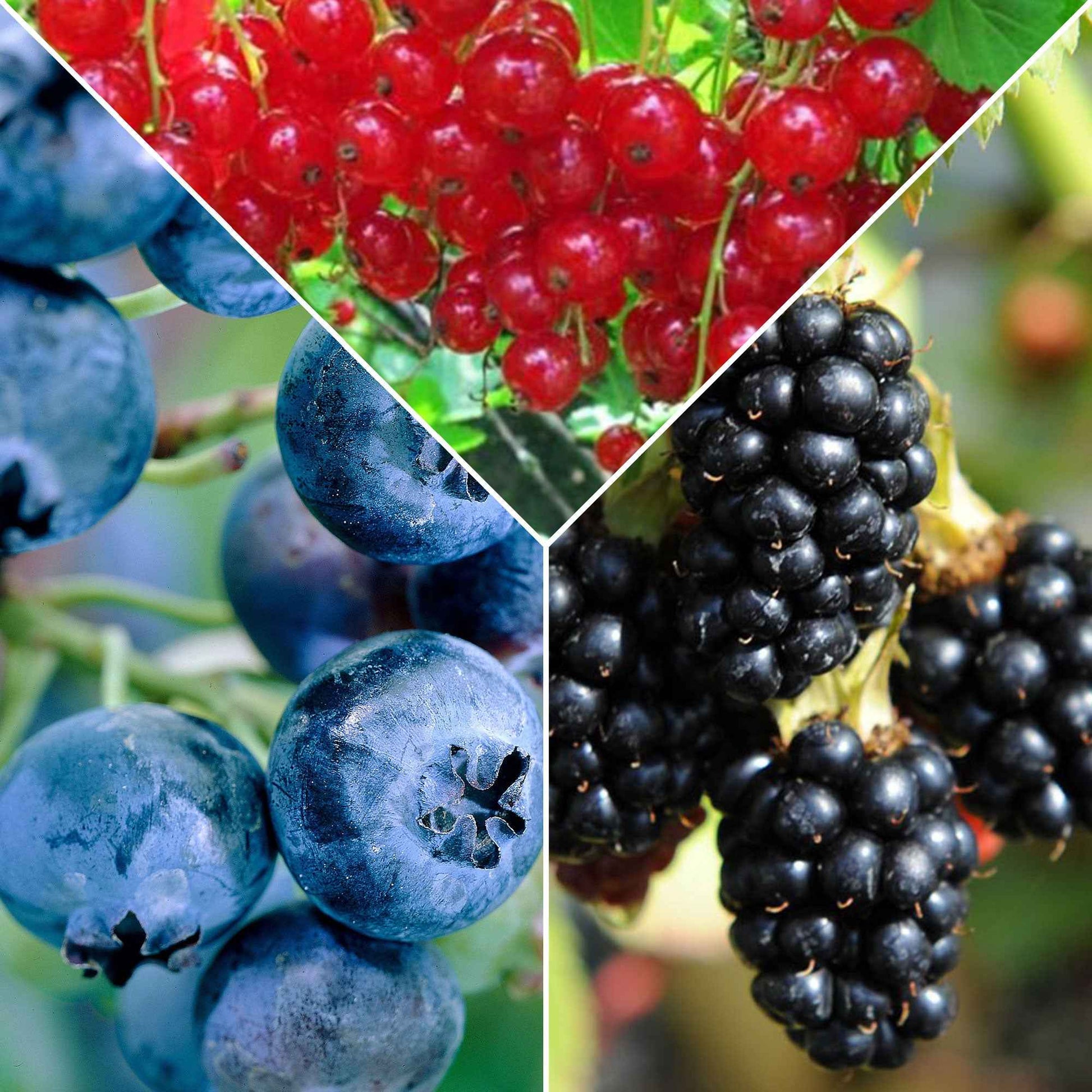 Marmeladen Obststrauch Mischung (Johannisbeere, Blaubeere, Brombeere) (x3) - Ribes rubrum 'jonkheer van tets', rubus fruticosus 'black satin', vac - Gemüsegarten